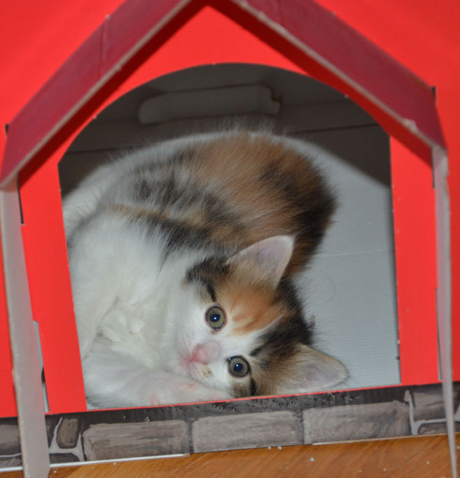 sibirisk kattunge