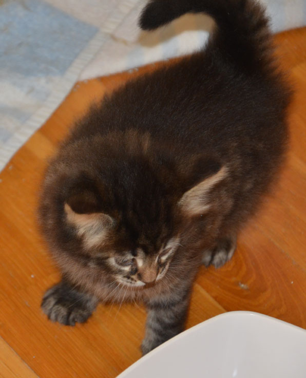 sibirisk katt