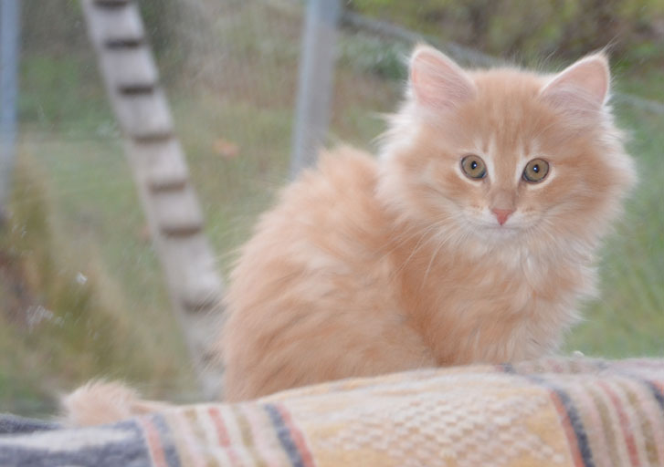 sibirisk kattunge