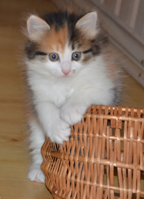 sibirisk kattunge Gaia