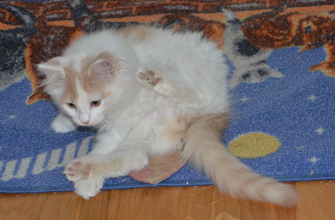 sibirisk kattunge