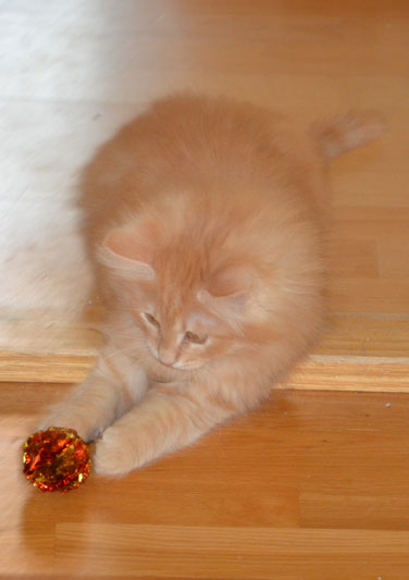 sibirisk kattunge