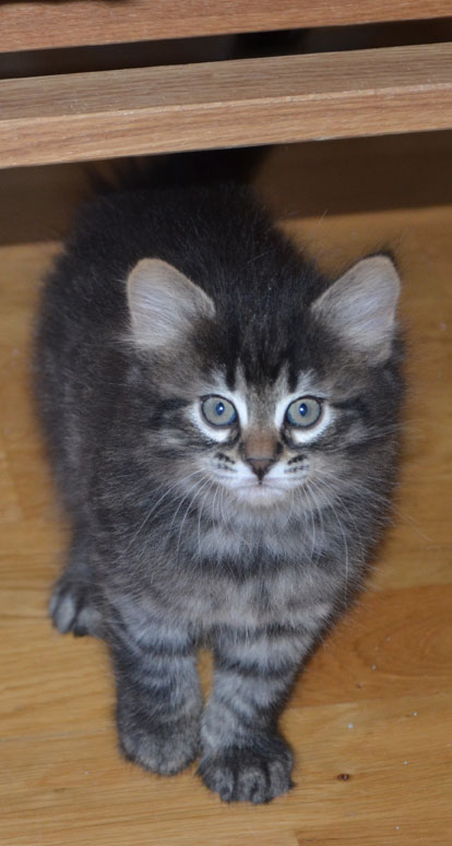 sibirisk kattunge