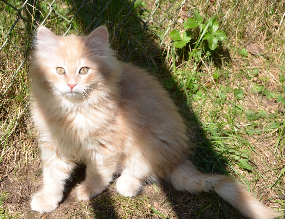 sibirisk kattunge