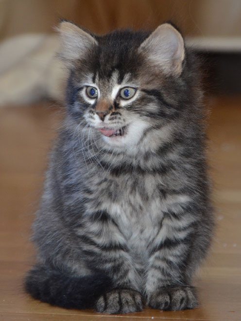 sibirisk kattunge