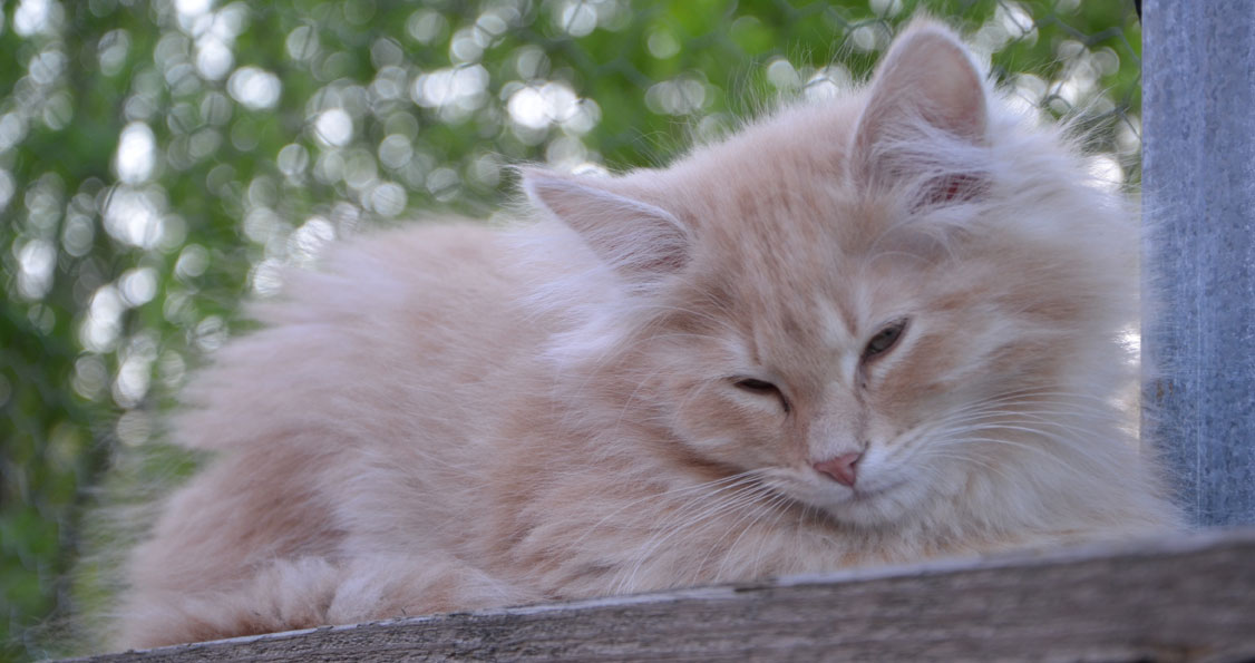 sibirisk kattunge