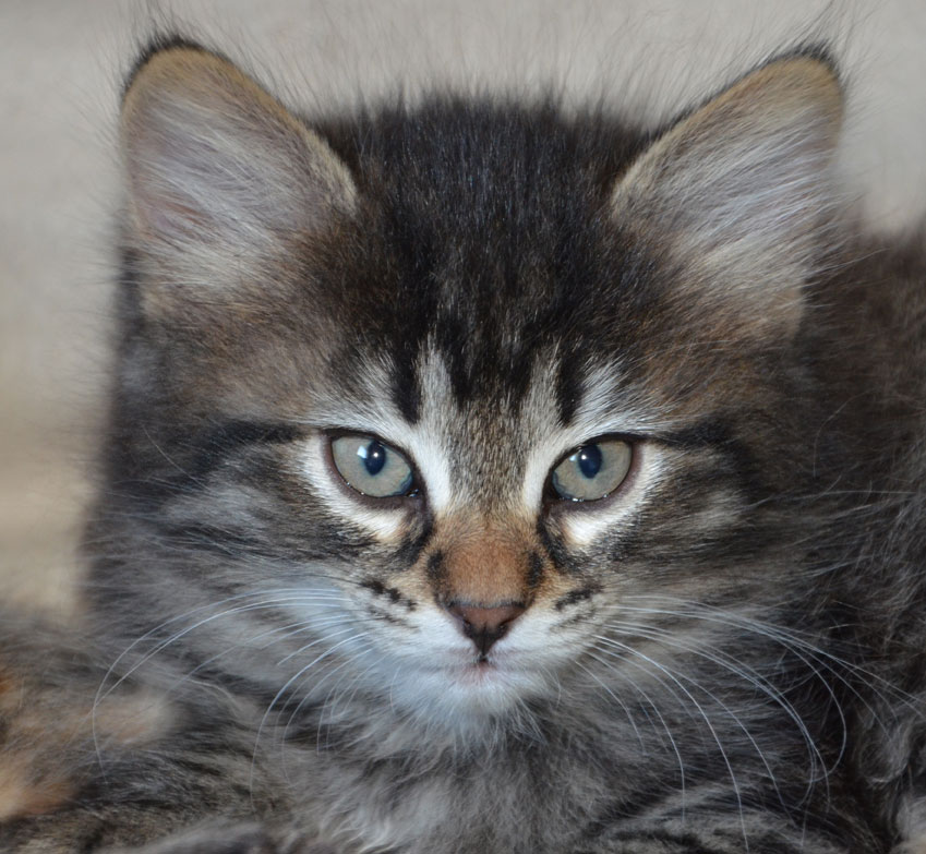 sibirisk kattunge