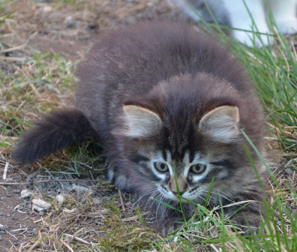 sibirisk kattunge