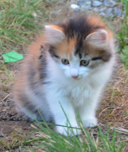 sibirisk kattunge