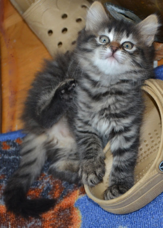 sibirisk kattunge