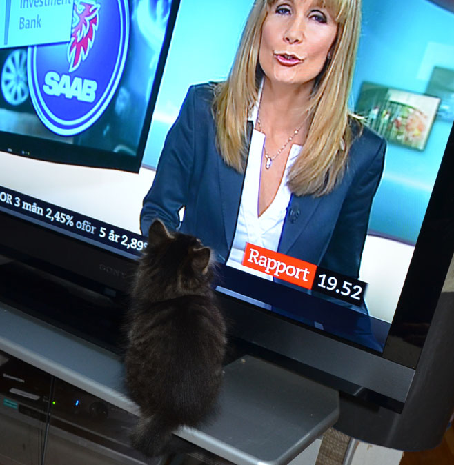 sibirisk kattunge