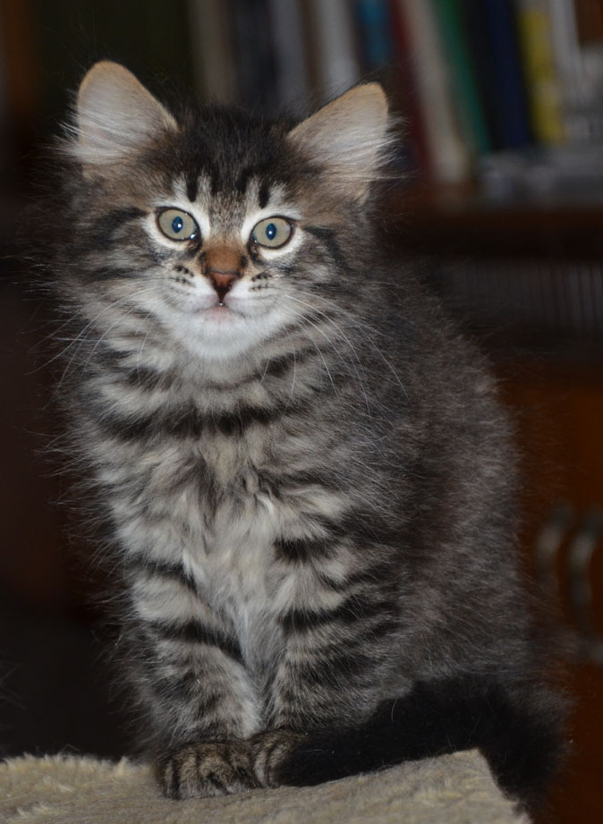 sibirisk kattunge