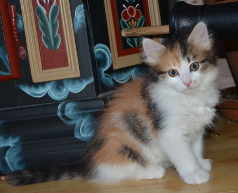 sibirisk kattunge