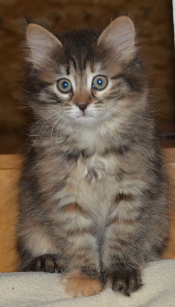 sibirisk kattunge