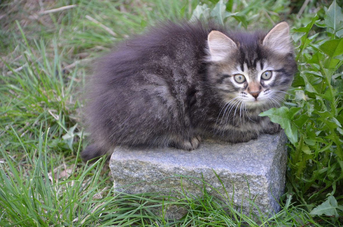 sibirisk kattunge