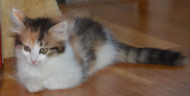 sibirisk kattunge