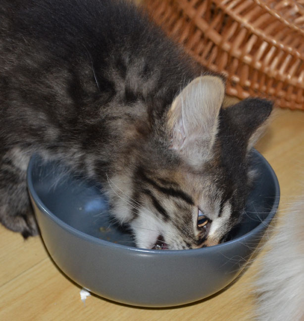 Sibirisk katt Galelei