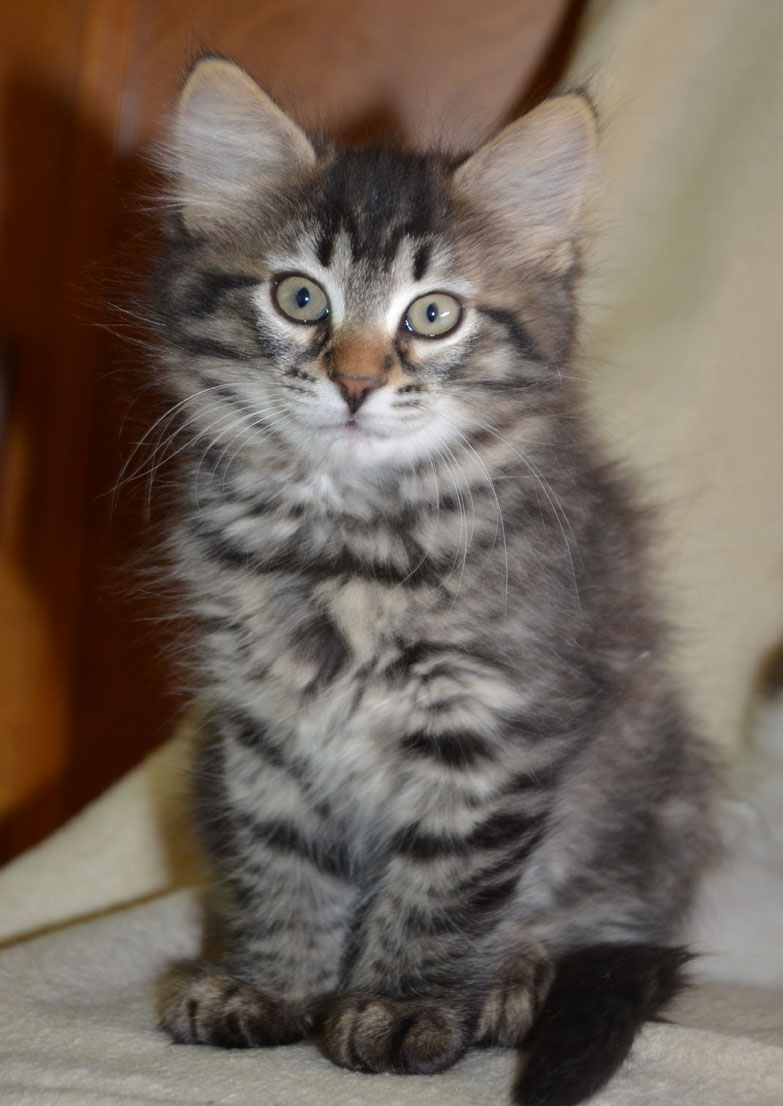 sibirisk kattunge Galilei