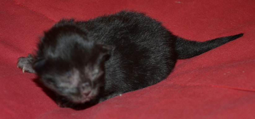 sibirisk kattunge