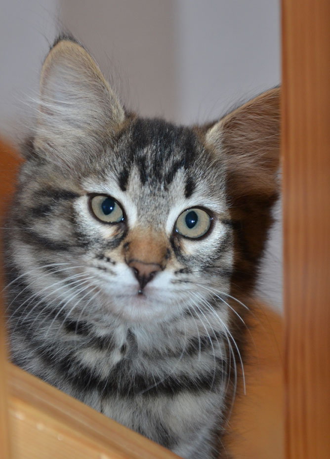 sibirisk kattunge