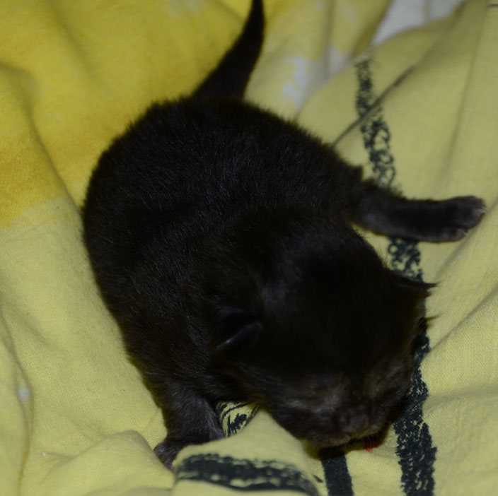 sibirisk kattunge