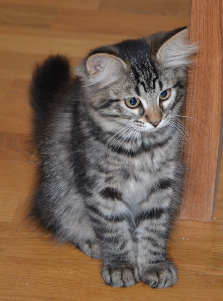 sibirisk kattunge