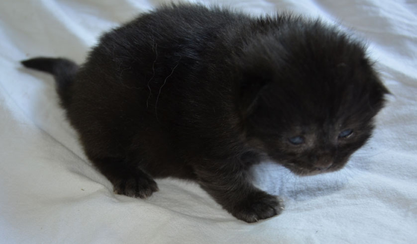 sibirisk kattunge