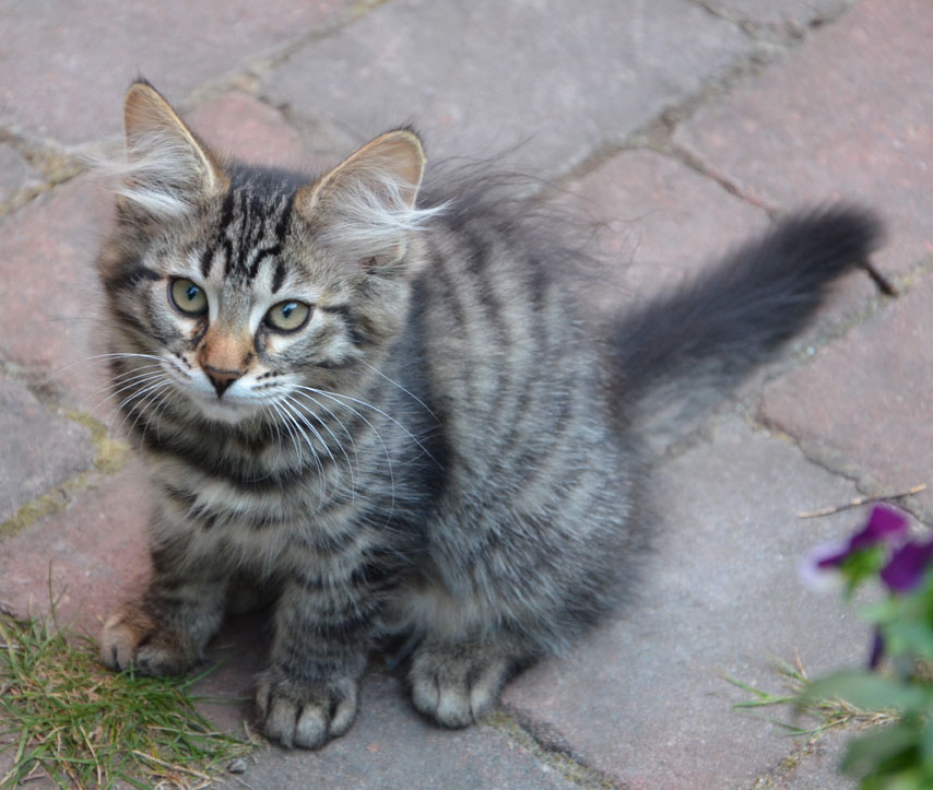 sibirisk kattunge