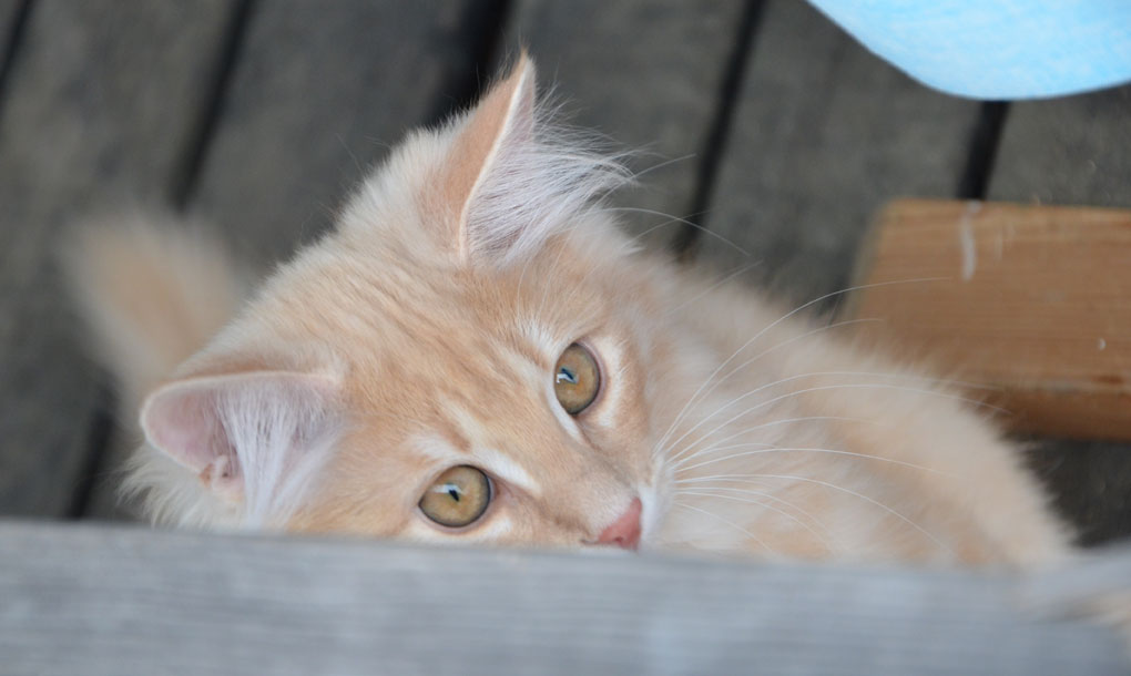 sibirisk katt
