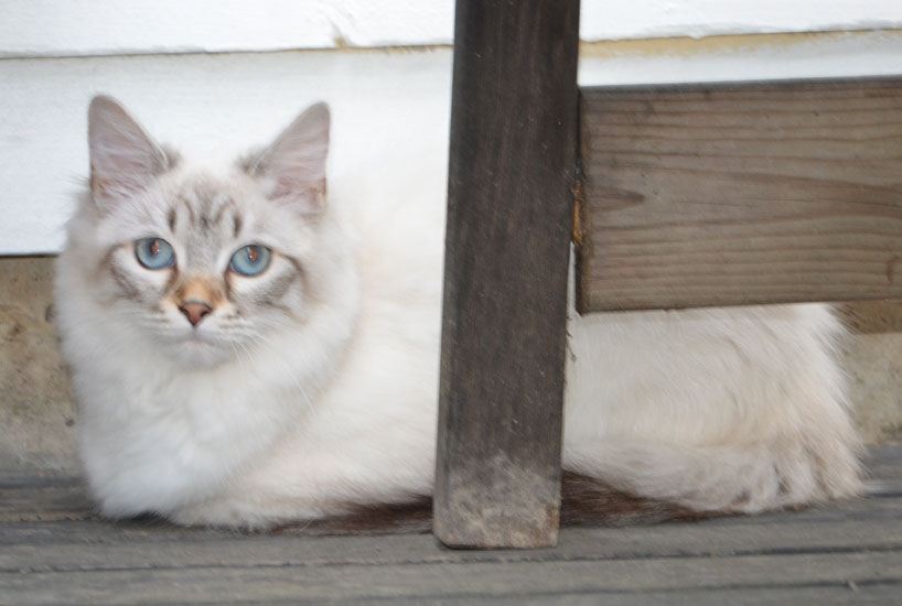 sibirisk katt