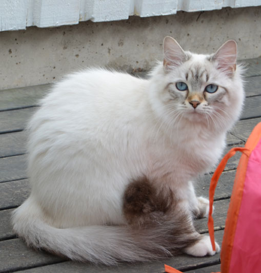 sibirisk katt