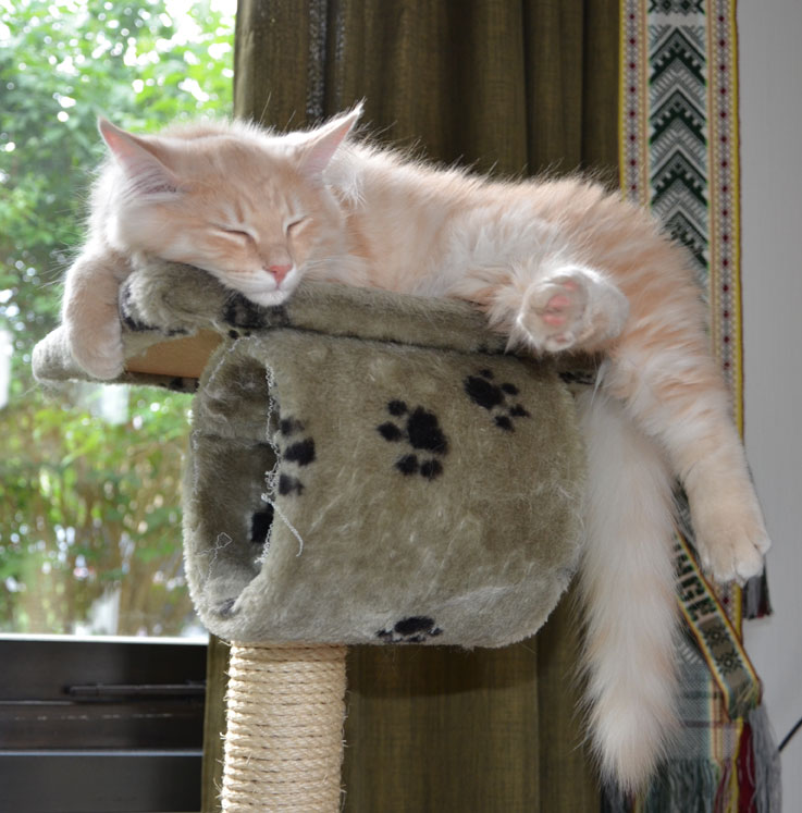 sibirisk katt