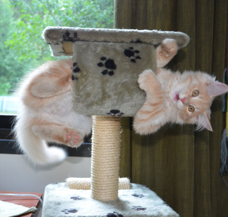 Figaro