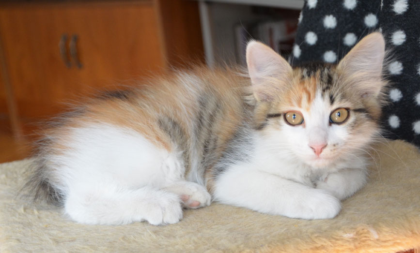 sibirisk kattunge