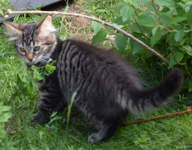 Sibirisk kattunge