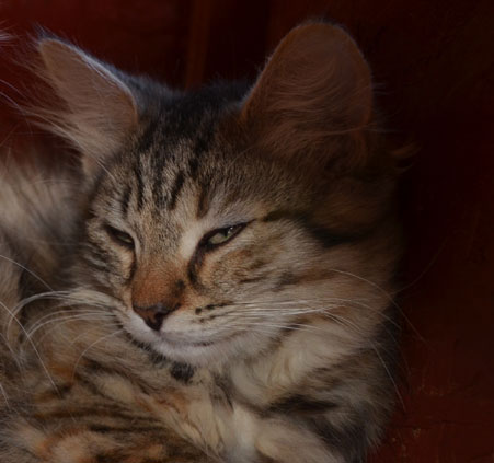 sibirisk kattunge