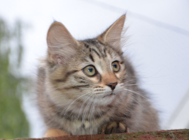 sibirisk kattunge