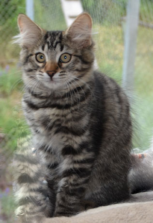 sibirisk kattunge