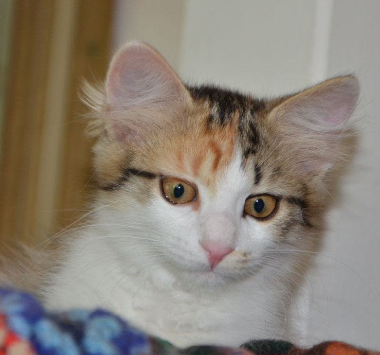 Sibirisk kattunge