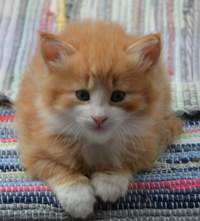 sibirisk kattunge Heraldes