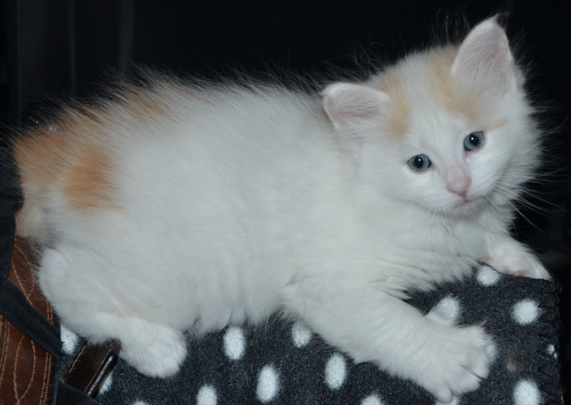 sibirisk kattunge Hermes