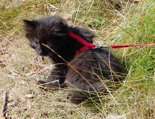 sibirisk katt Hera