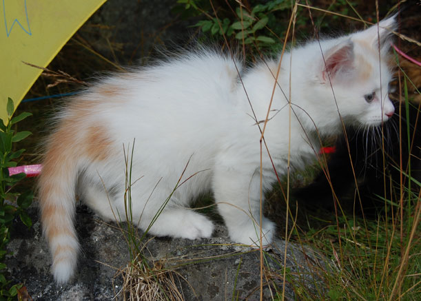 sibirisk kattunge Hermes