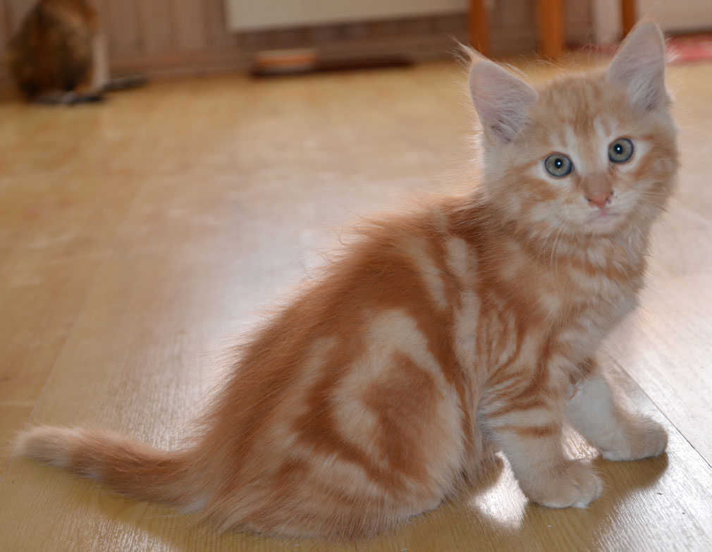 sibirisk kattunge