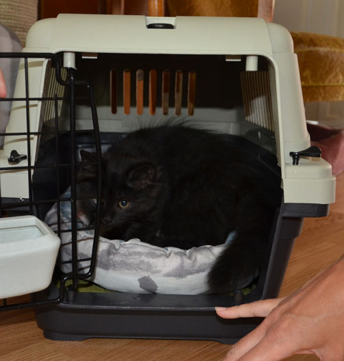 sibirisk kattunge