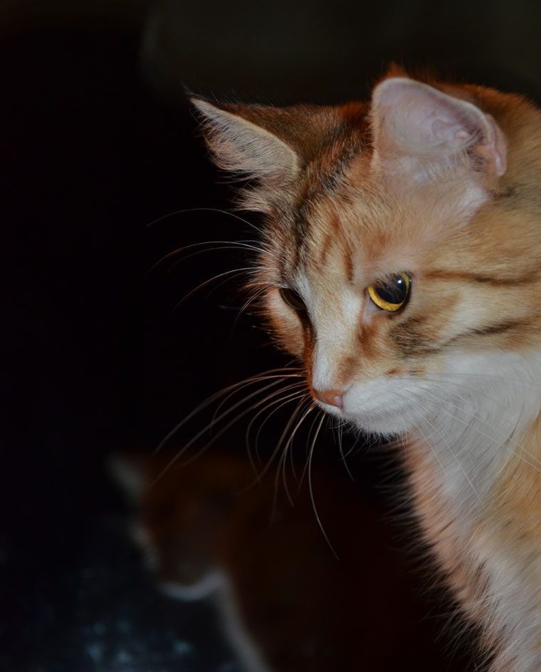 sibirisk katt Dani