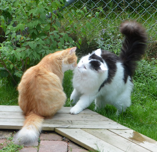sibirisk katt