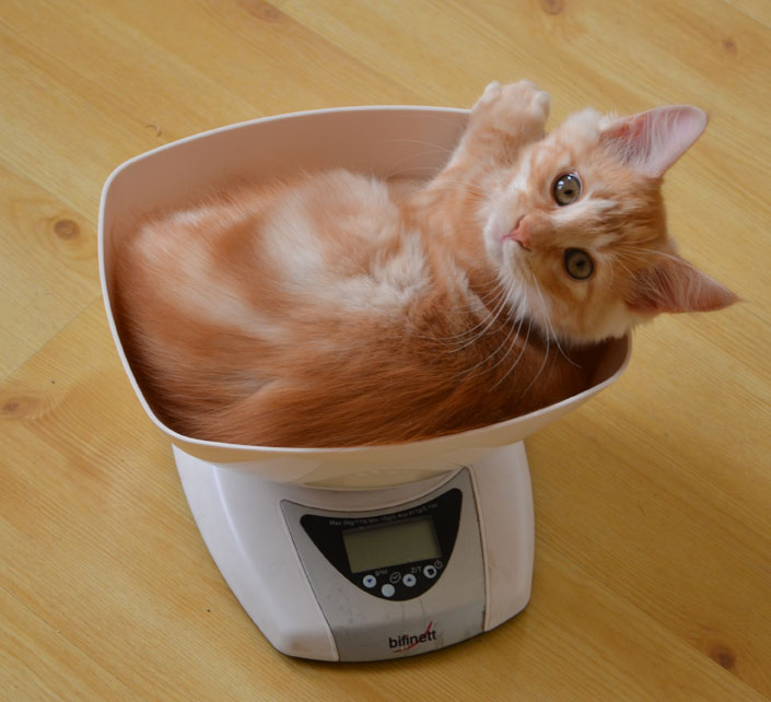 sibirisk kattunge
