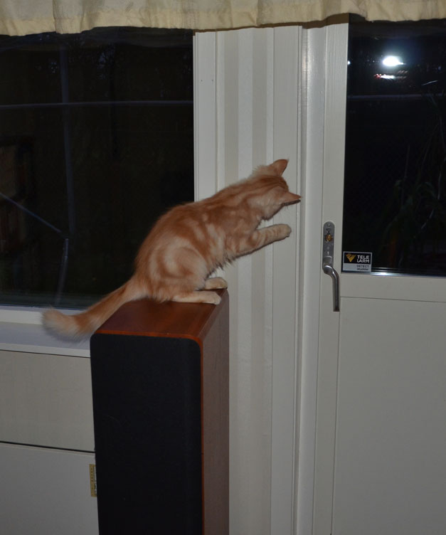 sibirisk katt Hercules