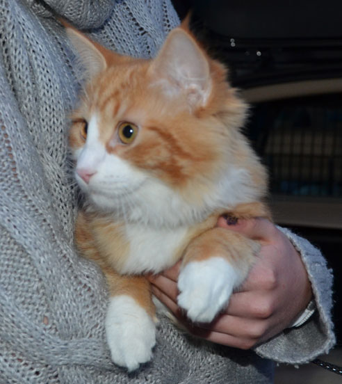sibirisk katt Heraldes